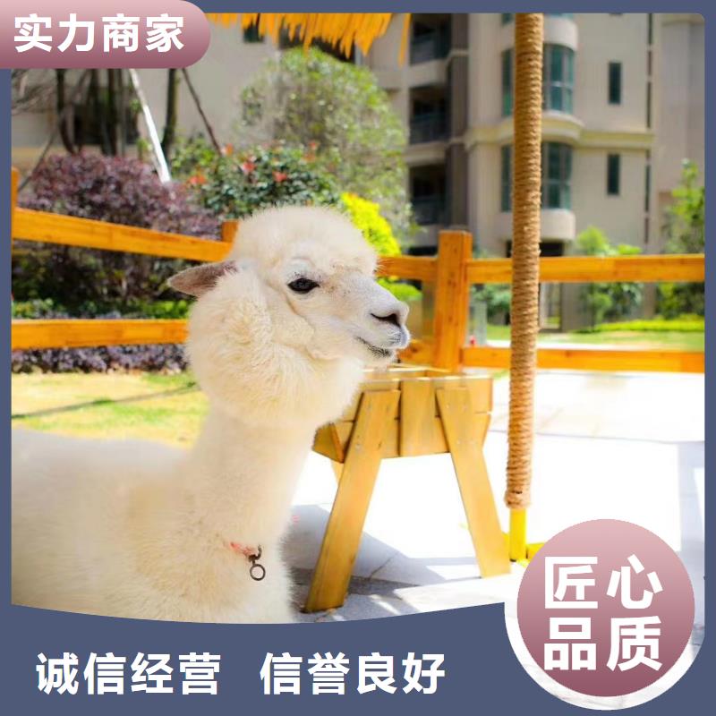 马戏团/羊驼_出租表演海狮质量保证