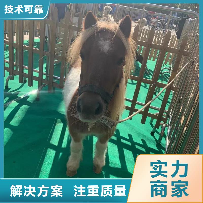 鹿岛活动出租实力强