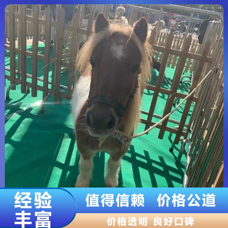 动物马戏团表演出租一手资源