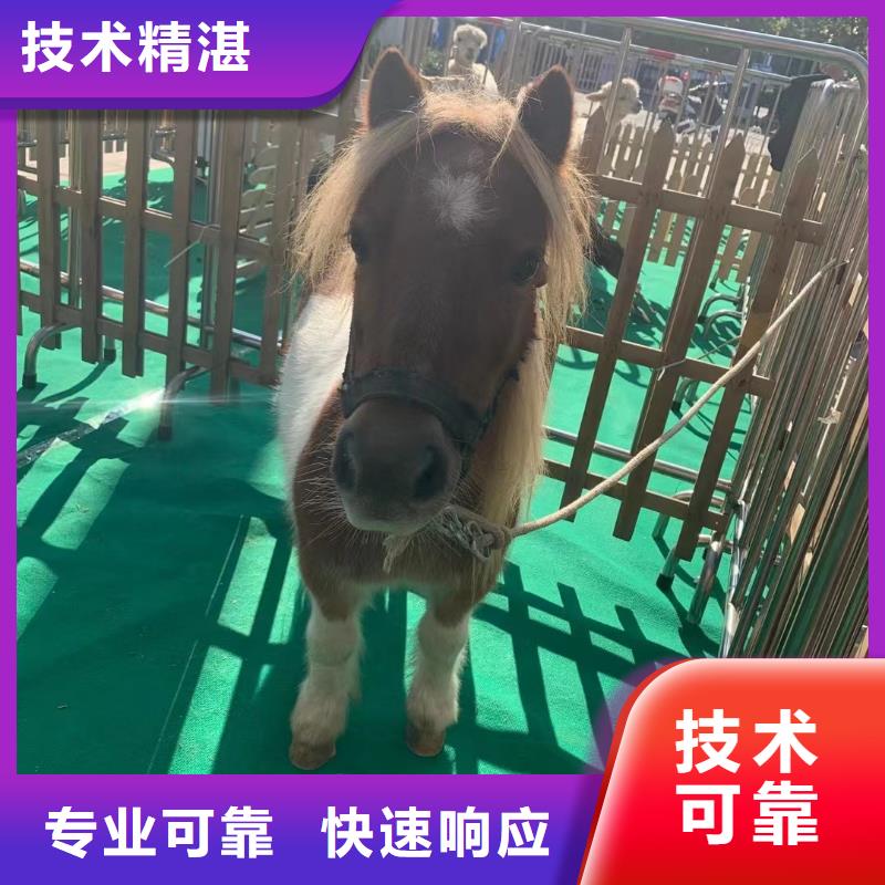 环球飞车表演出租暖场活动