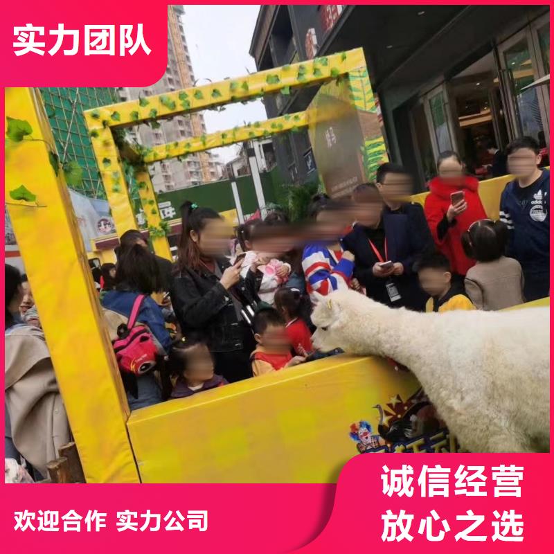 哪有出租羊驼的活动方案