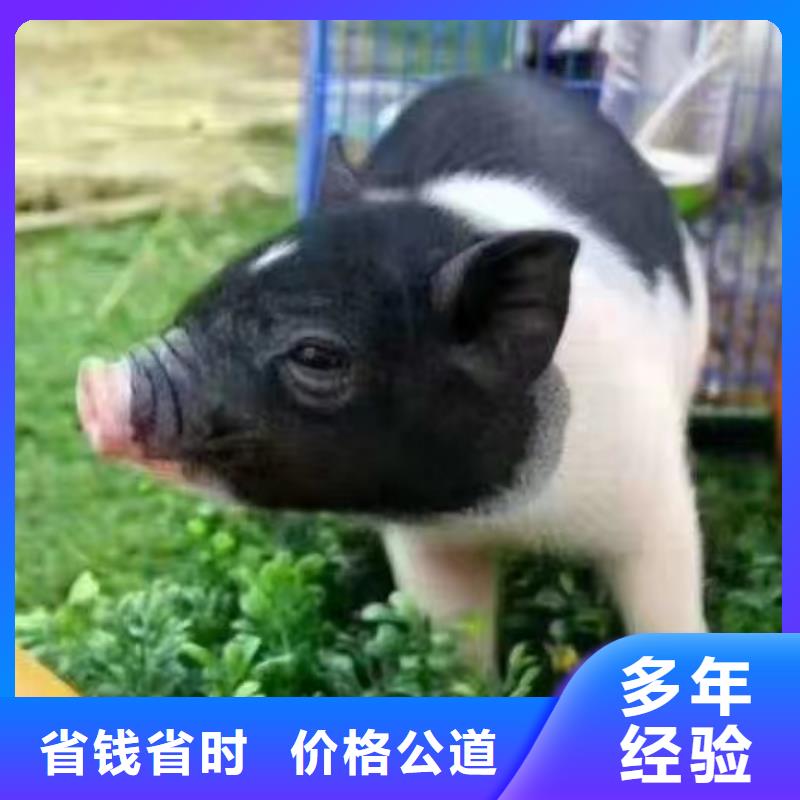 马戏团/羊驼【出租海狮表演】专业团队