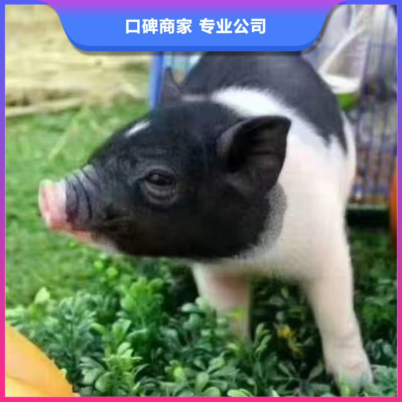 周边羊驼租赁公司