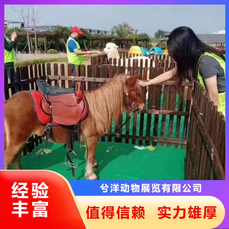 动物租赁活动方案