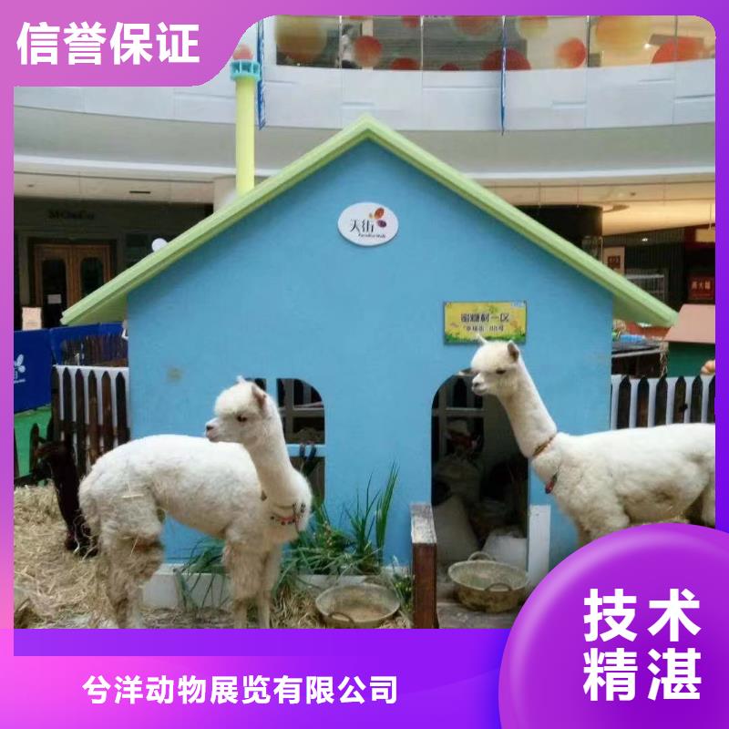 哪里有出租羊驼的品质保证