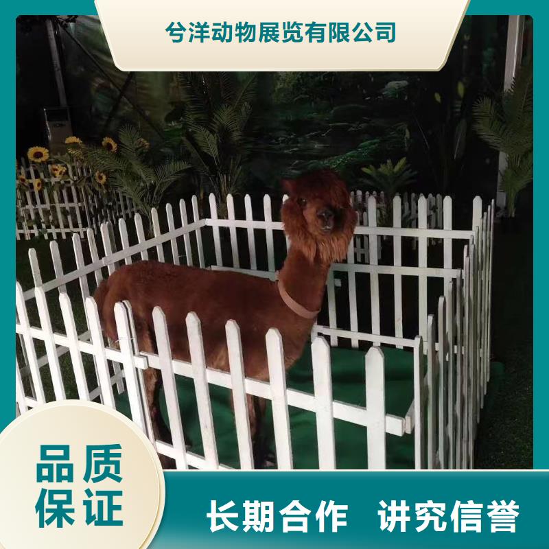 萌宠展出租公司欢迎您