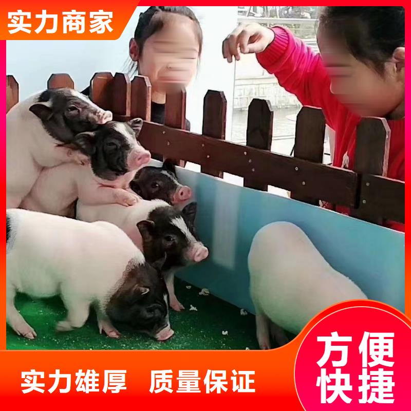 环球飞车表演出租暖场活动