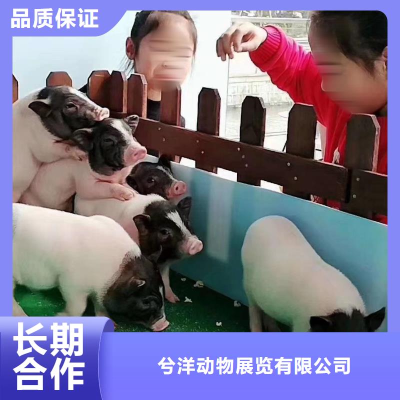 动物表演出租联系厂家
