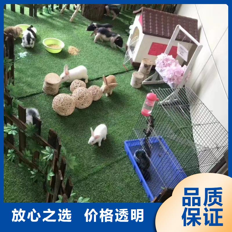 动物马戏团表演出租一手资源