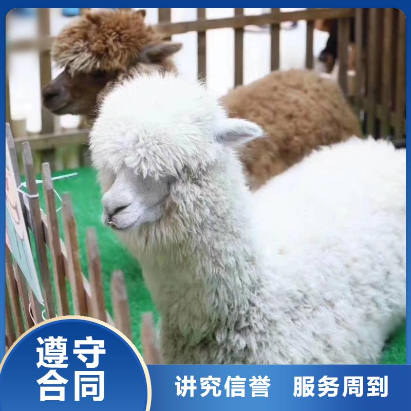 羊驼租赁点击