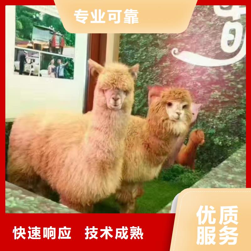 萌宠动物展出租暖场气氛