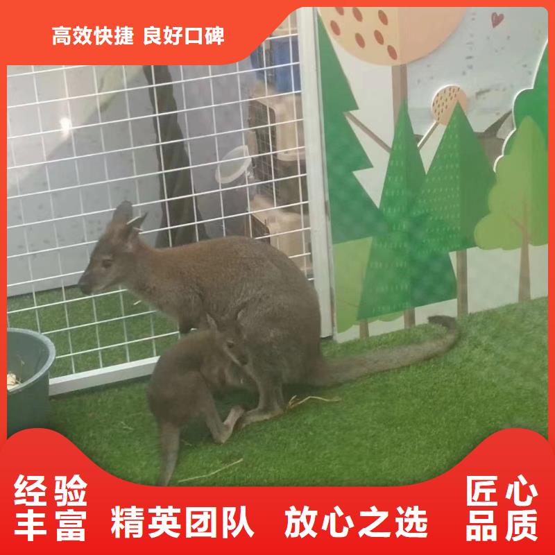 哪有出租鹦鹉表演的到厂参观
