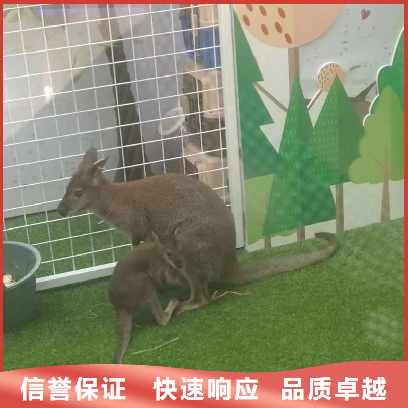 萌宠动物展出租暖场气氛