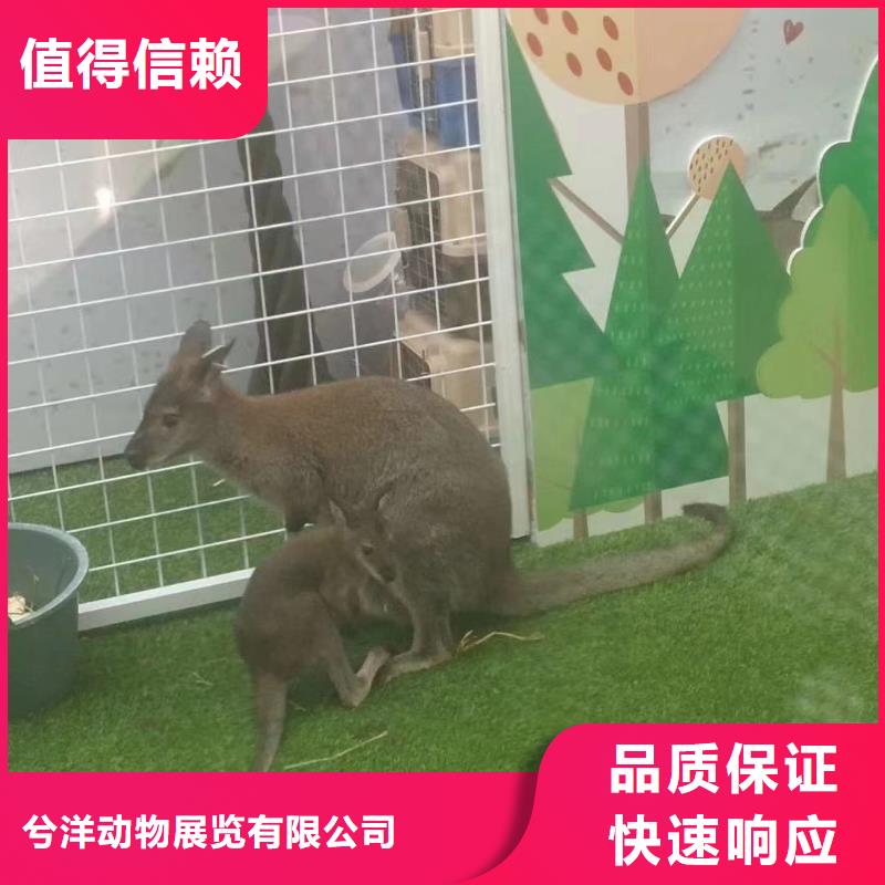 马戏团/羊驼出租动物表演正规公司