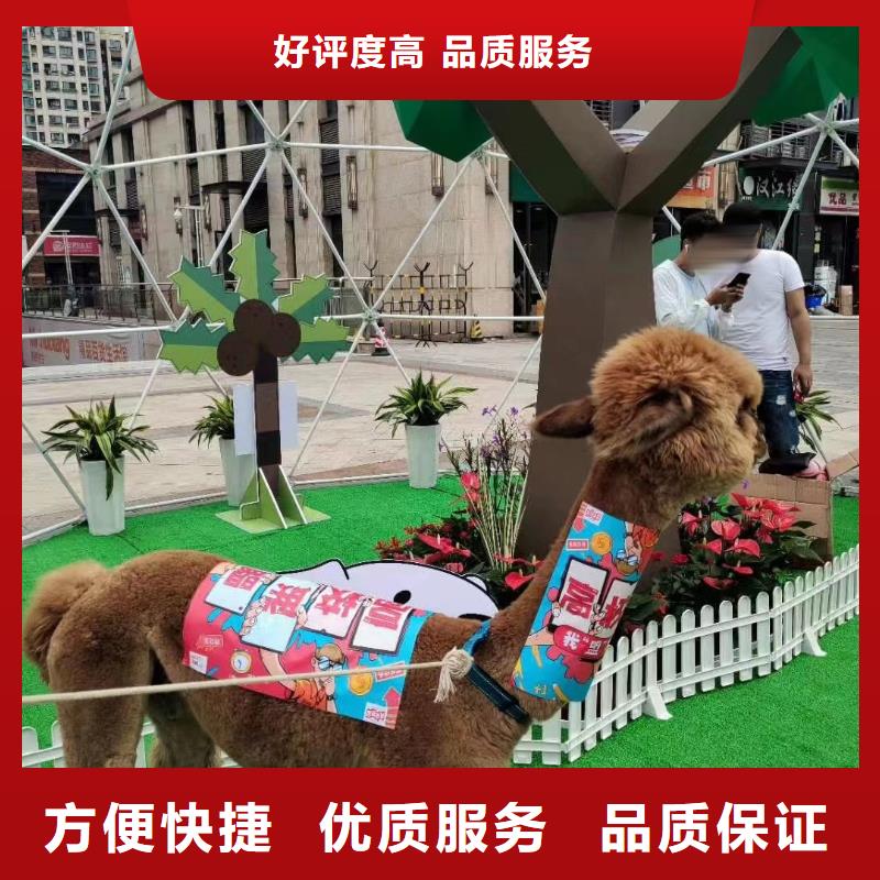 马戏团/羊驼出租动物表演正规公司