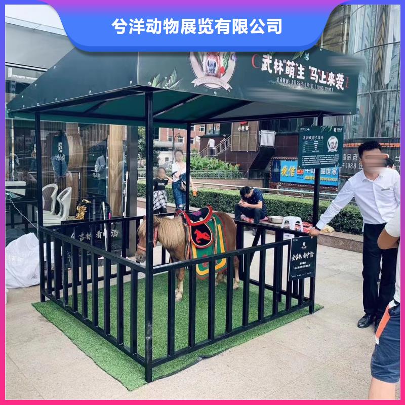 马戏团/羊驼,羊驼出租服务至上