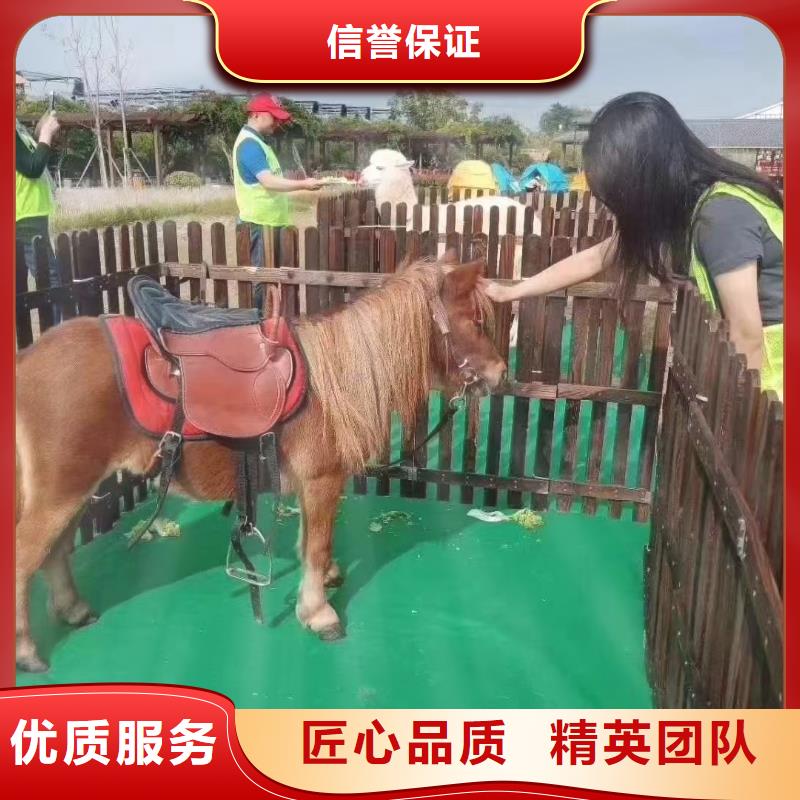 马戏团/羊驼_【杂技表演租赁服务】实力团队
