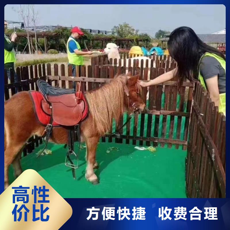 动物出租