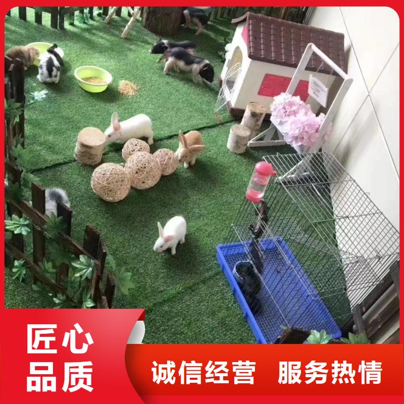动物表演出租联系厂家