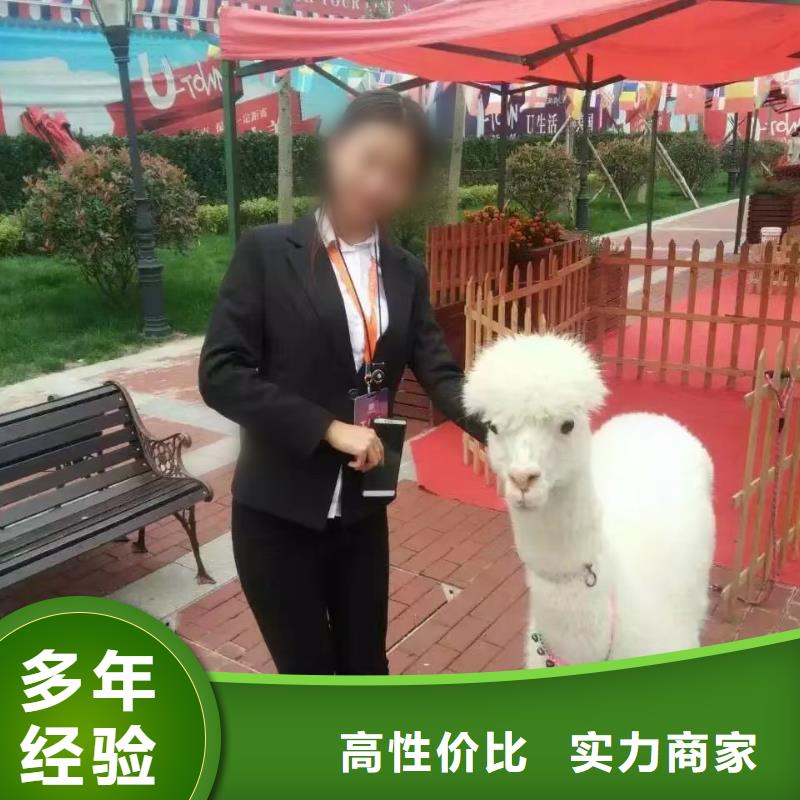 羊驼出租点击查看