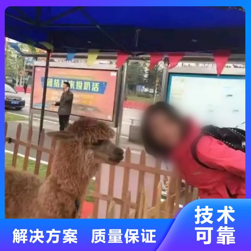 环球飞车表演出租暖场活动