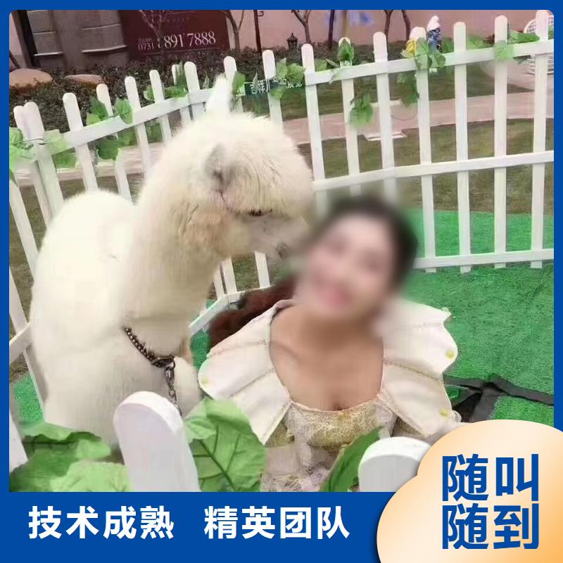 马戏团/羊驼【出租海狮表演】专业团队