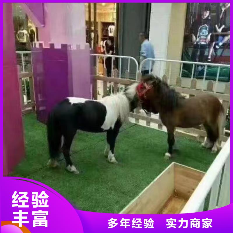 马戏团/羊驼出租动物表演正规公司