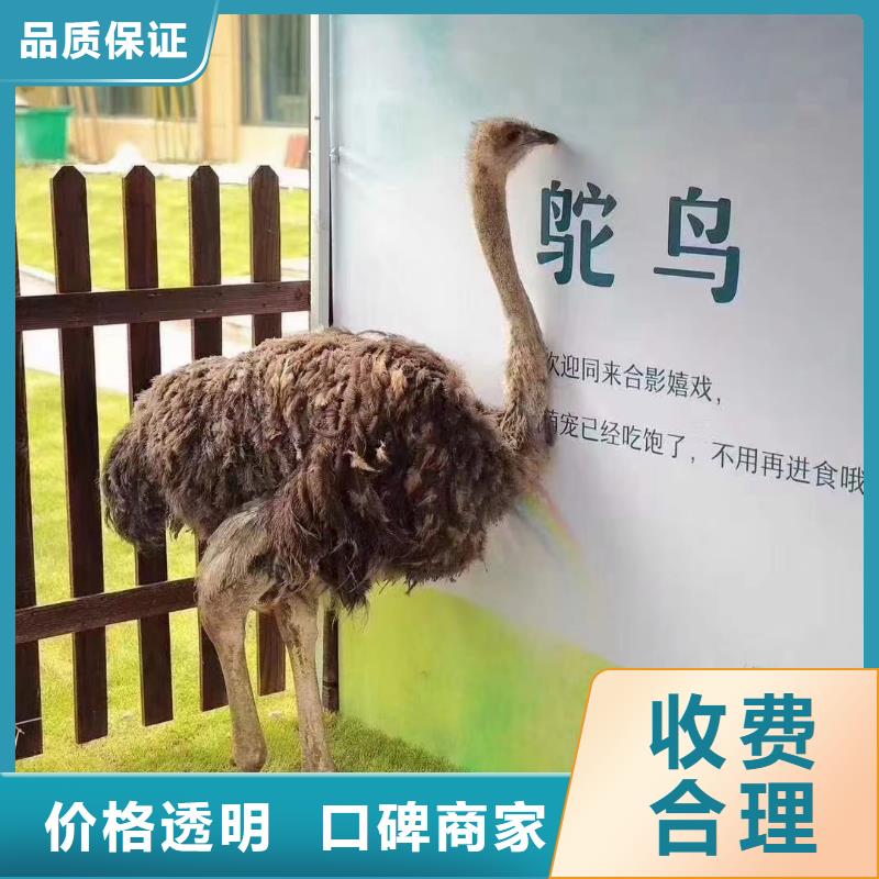 附近动物表演出租