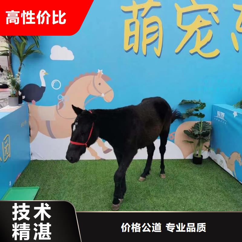 马戏团/羊驼马戏团表演精英团队