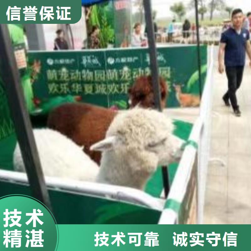 哪有羊驼出租图片