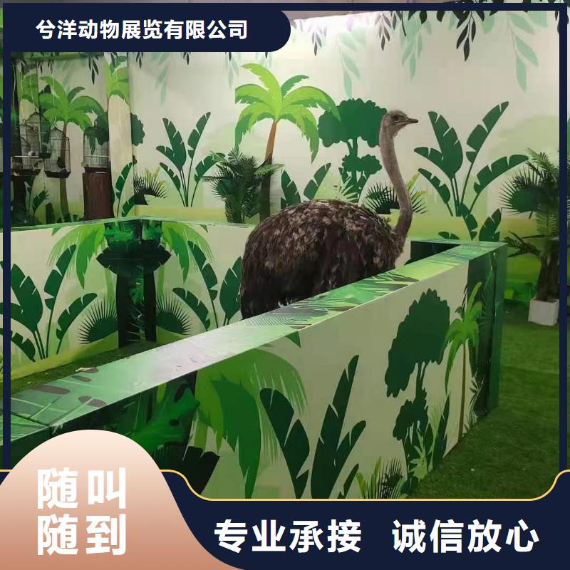 羊驼出租点击查看