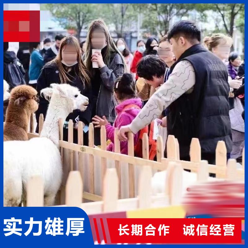 羊驼出租点击查看