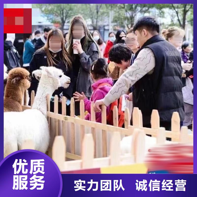 周边羊驼租赁公司