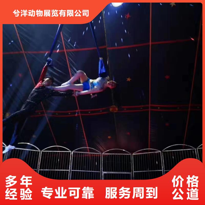 环球飞车表演出租节日活动