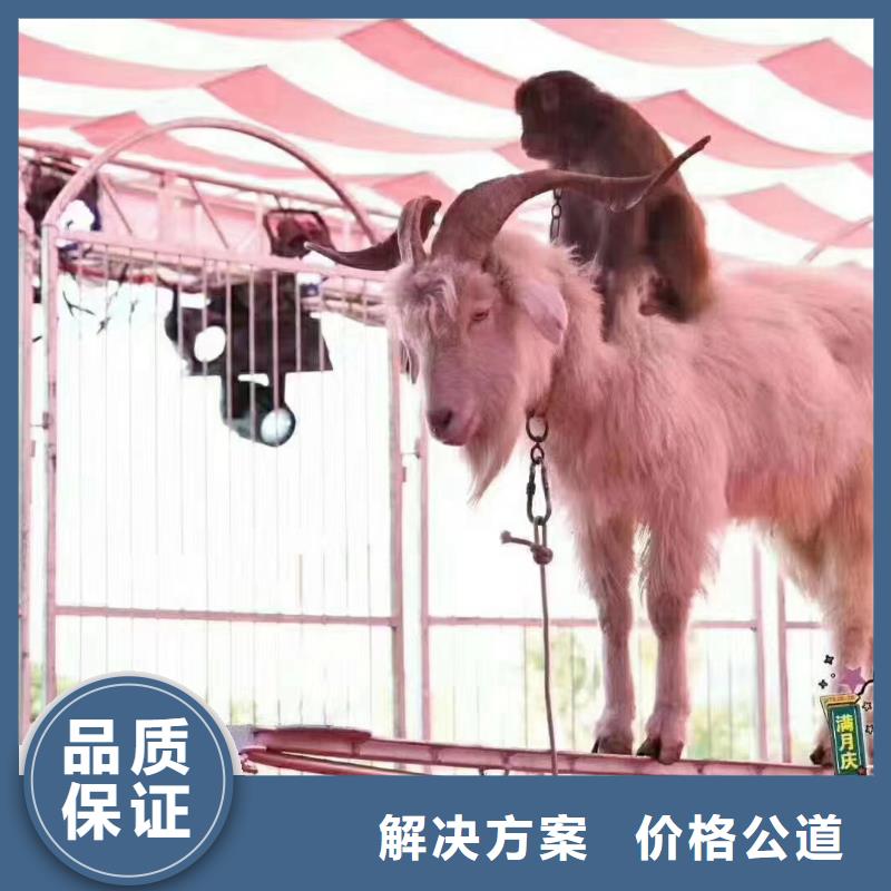动物表演出租联系厂家