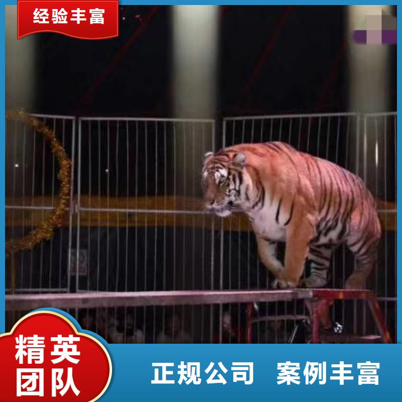 鹦鹉表演出租
