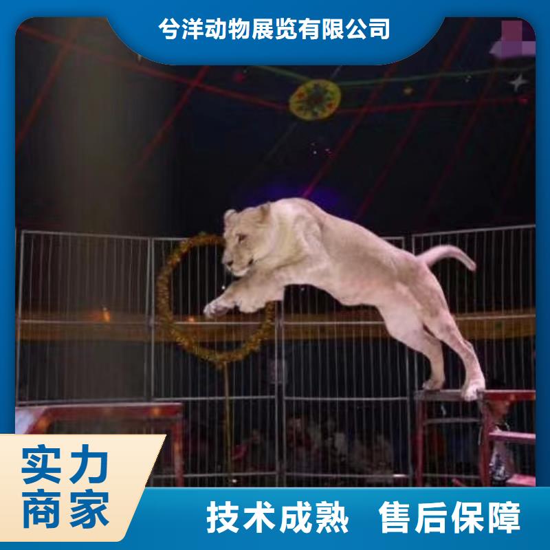 萌宠动物展出租联系方式