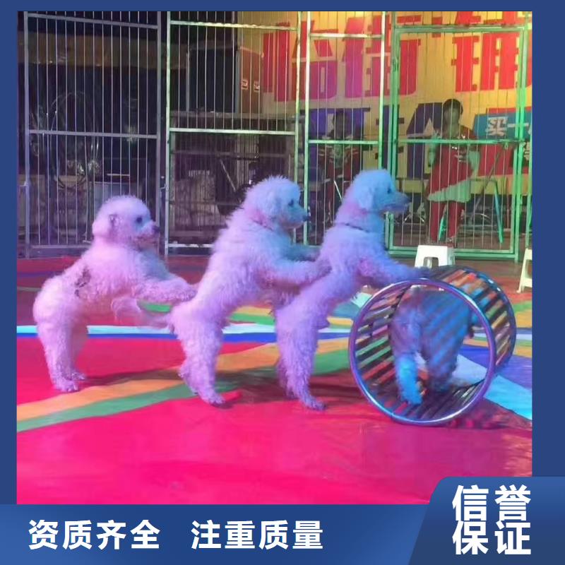 马戏团/羊驼_【杂技表演租赁服务】实力团队