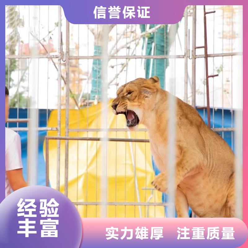 哪里有出租羊驼的品质保证