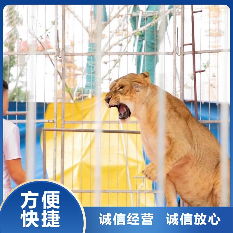 环球飞车表演出租暖场活动