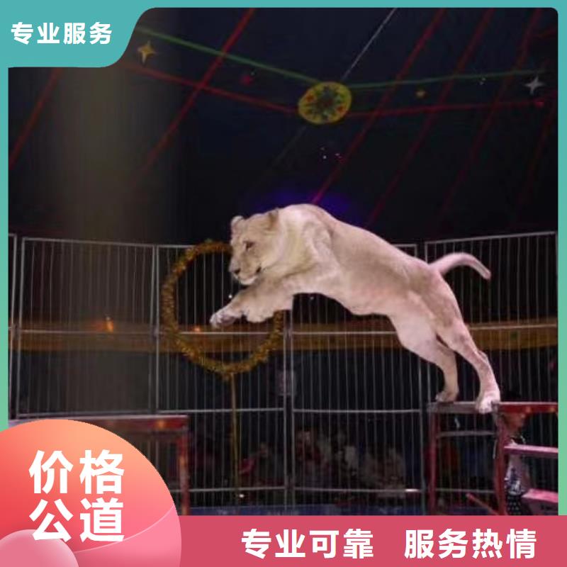 羊驼出租资源丰富
