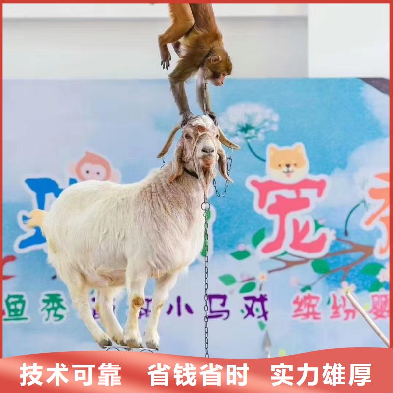 马戏团/羊驼【出租海狮表演】专业团队