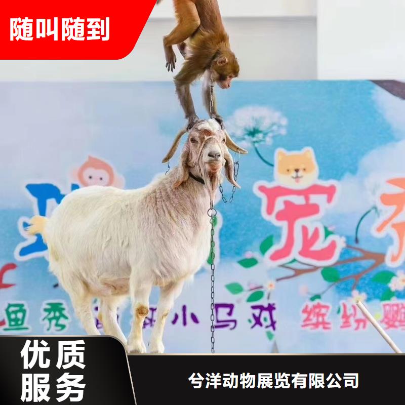 马戏团/羊驼马戏团表演精英团队