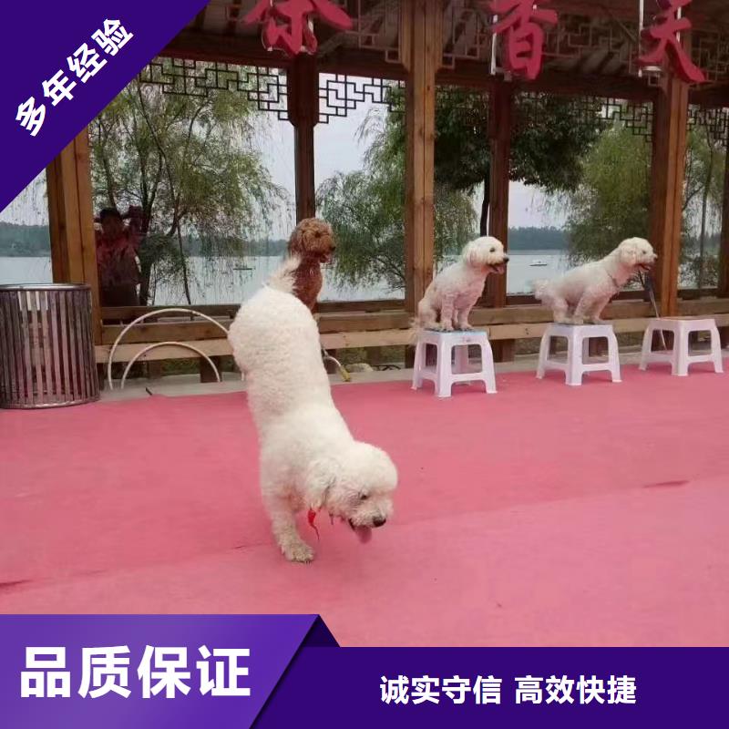 羊驼出租资源丰富