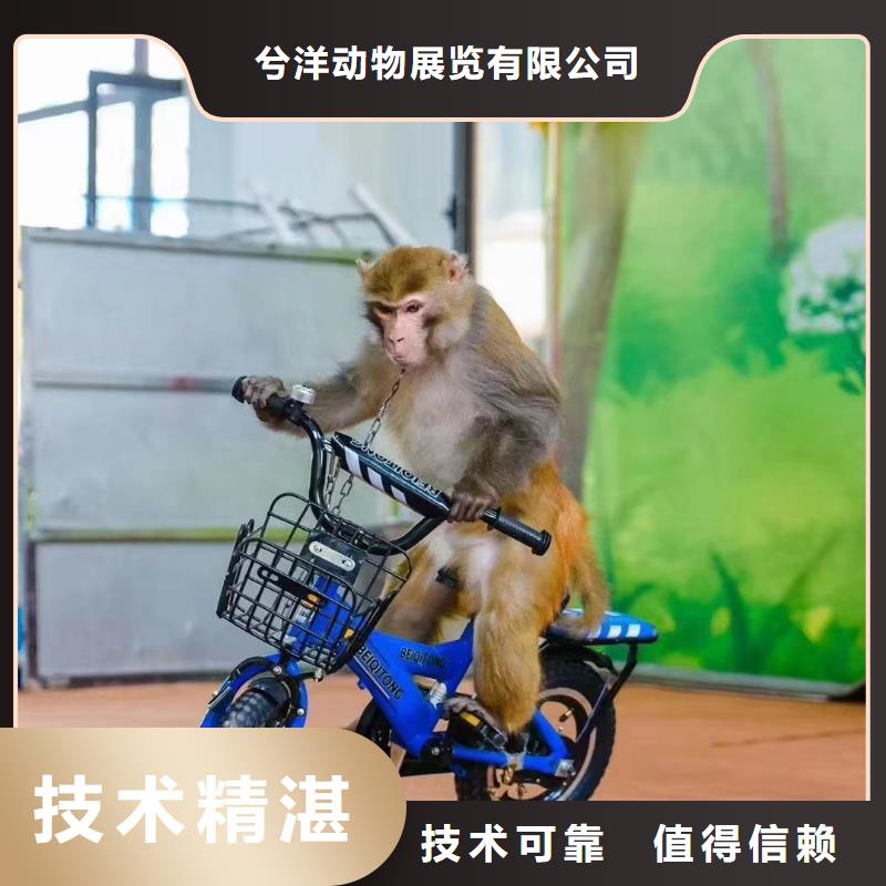 马戏团/羊驼_出租表演海狮质量保证