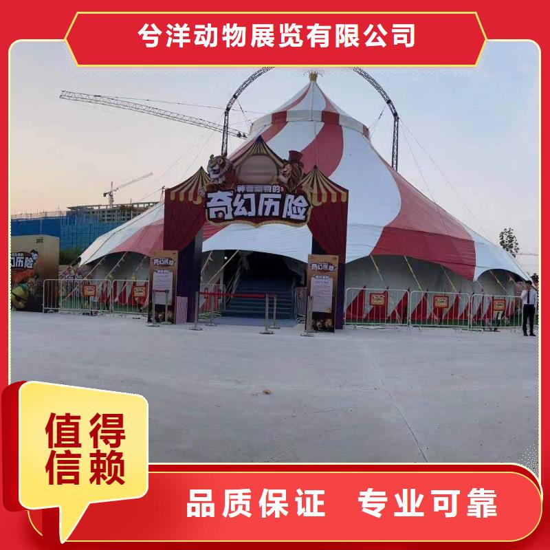 马戏团/羊驼马戏团表演精英团队