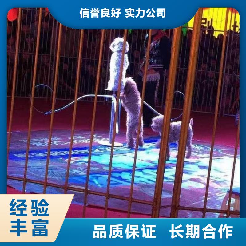 【马戏团/羊驼出租表演鹦鹉优质服务】