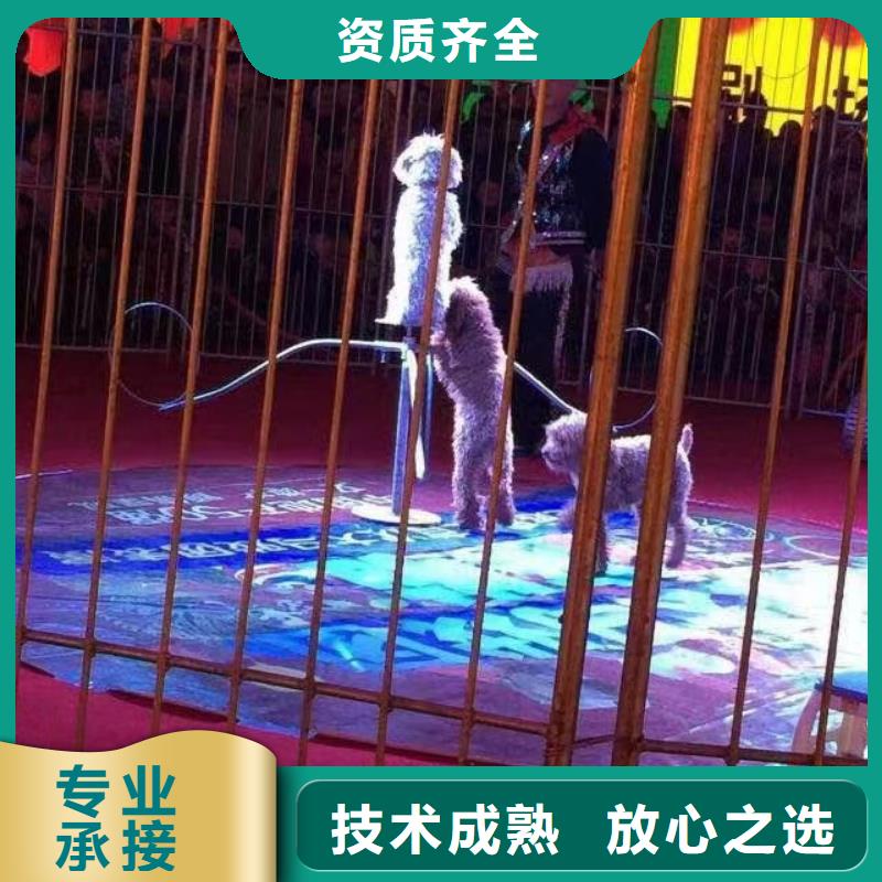 环球飞车表演租赁丰富多彩
