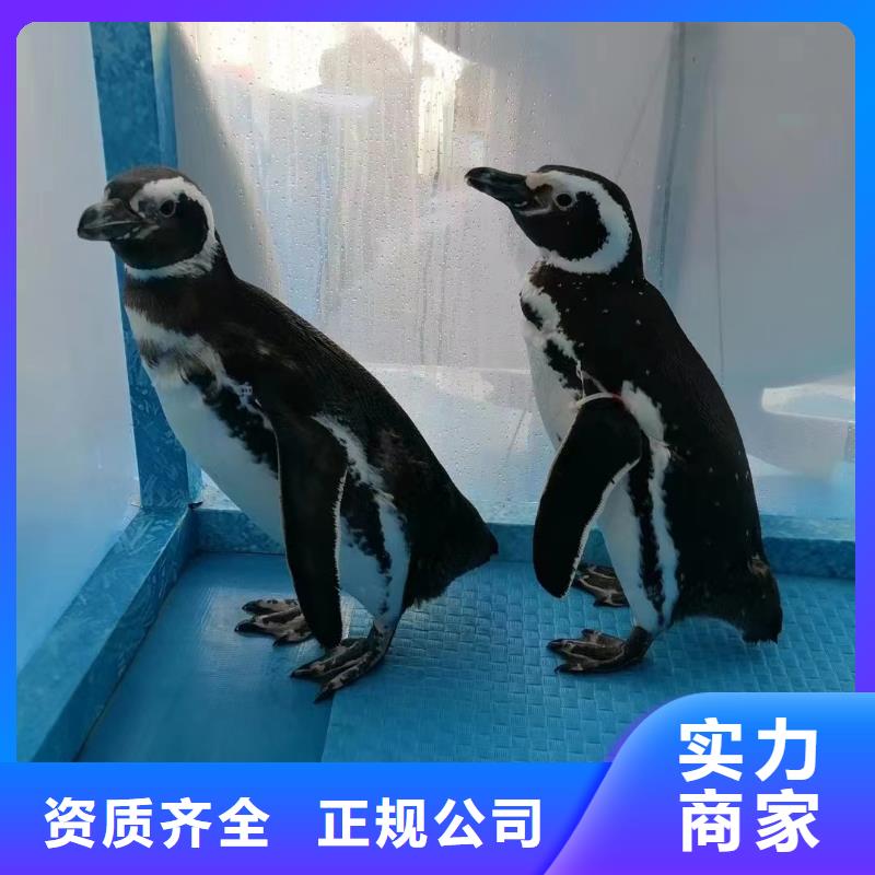 哪有企鹅租赁的暖场活动