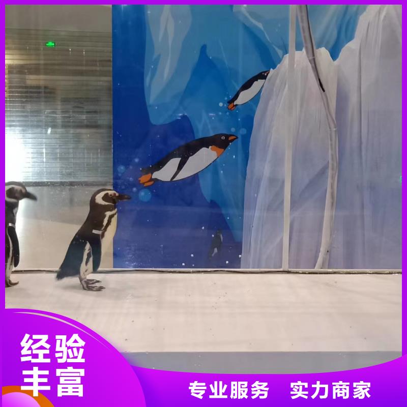 海洋主题动物表演小香猪宠物出租技术好